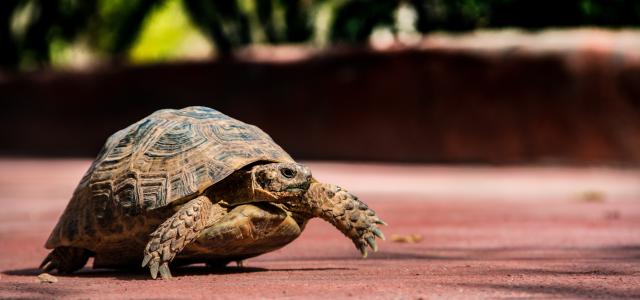 brown and black turtle on brown dirt by Peter Schulz courtesy of Unsplash.