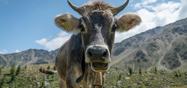 gray cow on grass by Tobias Oetiker courtesy of Unsplash.